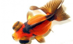 中国金鱼品种图解—龙睛金鱼