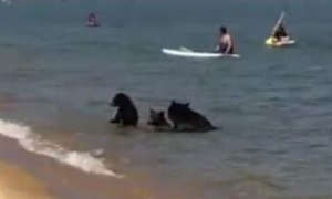热浪袭加州 湖泊惊现一家三熊与人类同消暑