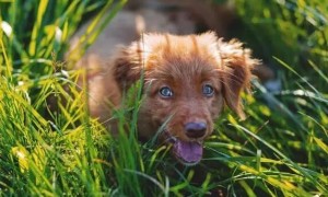 为什么小狗会喜欢吃草？这类原因很有可能你出乎意料！