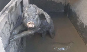 纽约乡间地狱农场虐待动物 小猪被动保组织解救出