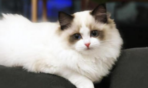 布偶猫能不能喝酸奶？喝酸奶对布偶猫有好处吗？