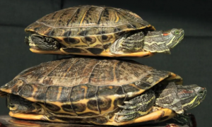 详解：巴西红耳龟可以干养吗？