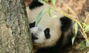 熊猫宝宝挑战爬树，呆萌样子萌翻众人，网友：这熊猫是成精了吧