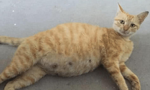 橘猫大着肚子，以为它是太胖，送回乡下后老妈发来照片：连妈也骗