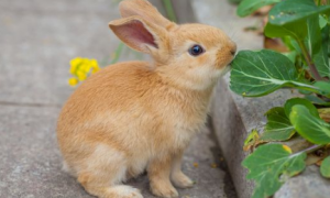 多瓦夫兔怎么挑选？是永远长不大的小型兔