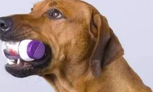 一文告诉你，狗狗尿失禁症状以及怎么防治？