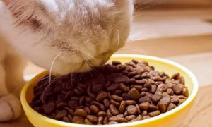 逗豆猫粮贵吗？买猫粮要注意什么呢？