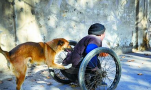 狗狗照顾残疾老人 两者相依为命已多年