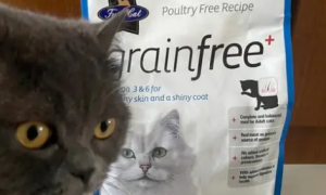 FUSSYCAT猫粮怎么样？你知道吗？