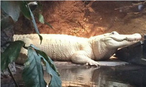 28岁罕见白鳄在美国新奥尔良市水族馆中去世