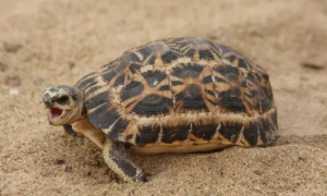 蛛网陆龟是几级保护动物呢？？这就来告诉你