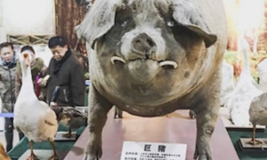 浙江老弄救下一猪崽，18年后长到1800斤，却成博物馆镇馆之宝