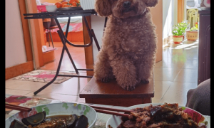 家中吃饭的情况下，也需要给狗狗提前准备个专享椅子，狗：上菜看你们吃？