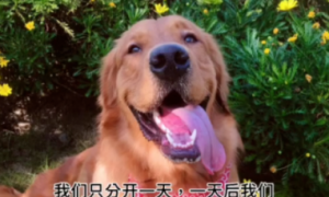 网红狗siri离世，上亿网友为其发声，要求托运公司给个说法