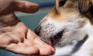 狗狗有伤口用什么药最非常容易好？
