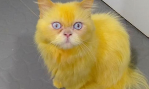 猫咪被染成“皮卡丘”，网友刚想大骂，一看真相笑翻