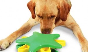 经济发展又性价比高的五种“狗玩具”，你买来吗？