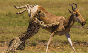 动物摄影师记录了一场猎豹与非洲大羚羊之间精彩追逐的大戏