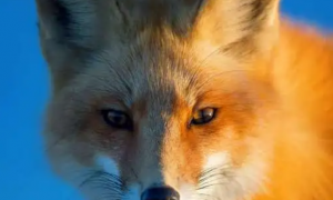 赤狐-150是什么动物？你知道吗？