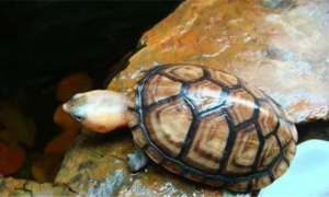 黄面澳龟好养吗？该如何养护好呢