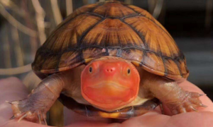 白唇蛋龟需要加温吗？