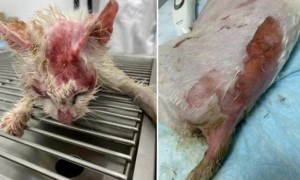 开水烫死怀孕的猫：虐待动物的人会虐待人吗？