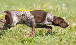 百科|德国短毛指示猎犬，户外人必备的全能枪猎犬