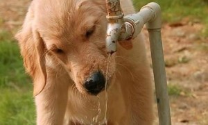 酷热夏季，狗狗喝水的难题一定要明白