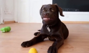 狗狗表情十分古怪，应对笑容还咬牙切齿，一看地面上的青柠檬秒搞清楚