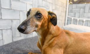 世界第二大养狗国家 | 巴西专门开办了一家狗狗情侣酒店