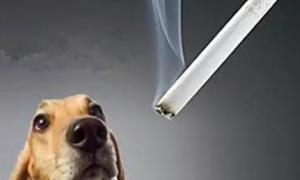 拿烟烫狗狗鼻子会怎么样 | 烟，你不知道的危害，潜伏在宠物身边的隐形杀手！
