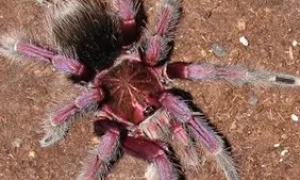 巴西粉红食鸟蜘蛛：具有挑战性的迷人宠物