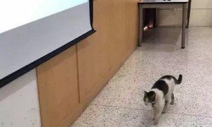 一只流浪猫闯进教室，霸占了一个座位倒头就睡