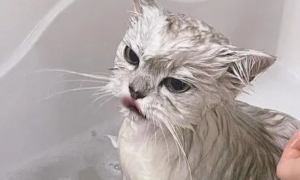 给猫咪洗澡正确方法！
