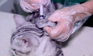 猫咪免疫接种后的不良反应及应对措施！