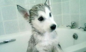 狗狗什么时候洗澡最为合适？