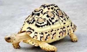 请问，豹纹陆龟可以活多少年？