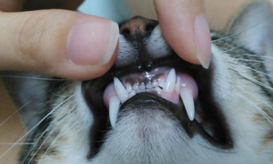 [原创]一文告诉你，猫咪换牙后可能会得青春期齿龈炎！