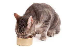 如何培养猫猫良好的饮食习惯？怎么让猫饮食规律？