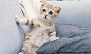 猫咪家中搞破坏如何阻止,如何训练猫咪不抓坏家具?