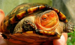 红面蛋龟属于泥龟吗