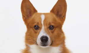 为何狗狗补钙过量喝小宠物液体钙实际效果更强？