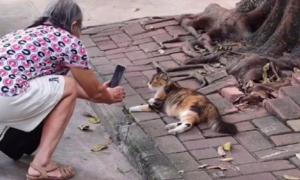 路边躺着一只猫，老人蹲下来换各种角度拍照，这不就是以后的我嘛