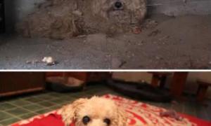 流浪狗被救助后，它们的命运发生了翻天覆地的变化