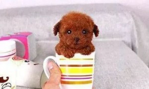 买了一只茶杯泰迪，却被妈妈硬生生养成茶缸子泰迪，网友欲哭无泪