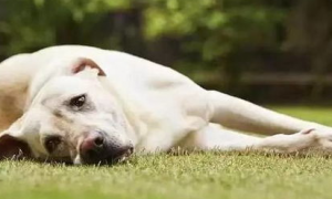 什么是狗狗的肾衰竭？
