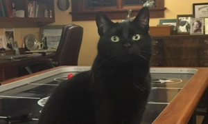 怪癖黑猫不喜欢厨房木地板 跳跳蛙变身成超人