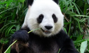 大熊猫的生活习性？