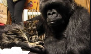 好暖！全世界最聪明的大猩猩收养了一只喵宝宝