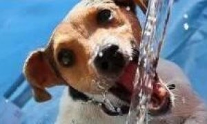 炎炎夏日，宠物比人更怕热，怎样正确给宠物降温？